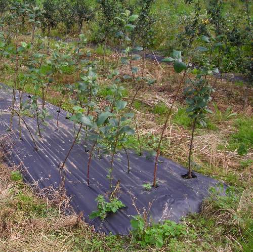 young fruit trees